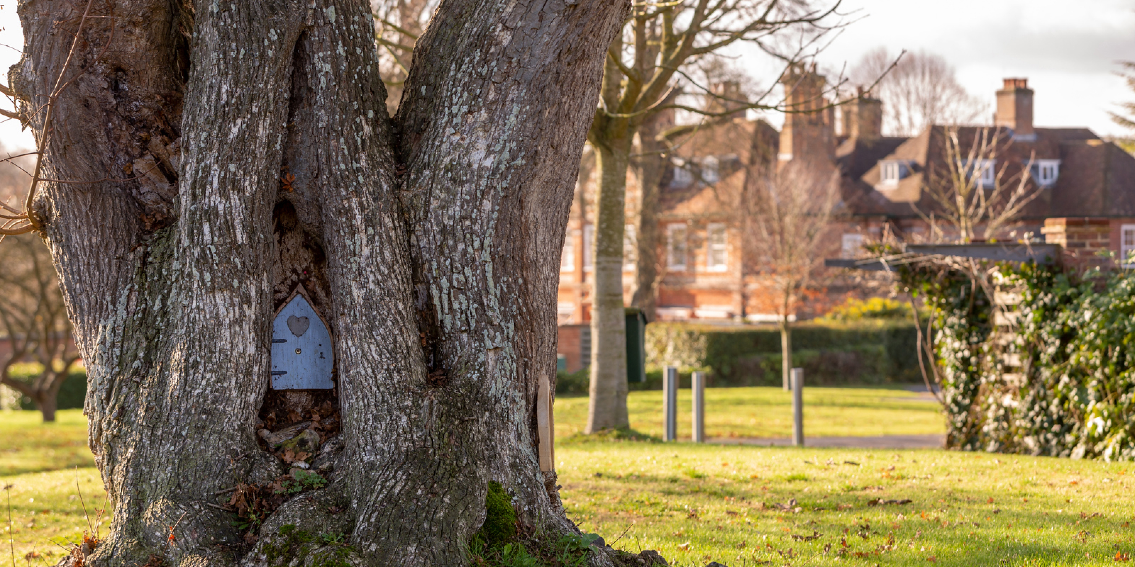 Tripadvisortestimonial Desktop